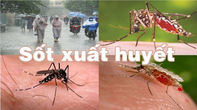 Sau khi lũ rút, môi trường bẩn và ẩm ướt là điều kiện thuận lợi để muỗi sinh sôi phát triển