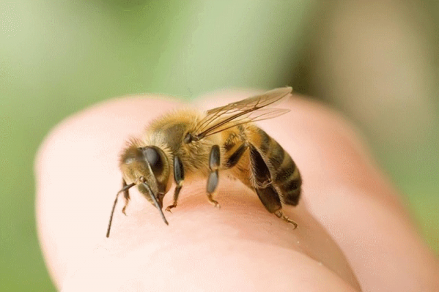 Ong cũng là một kẻ thù mà các mẹ nên phòng vệ cho bé